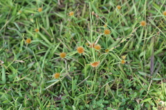 Rhynchospora wightiana